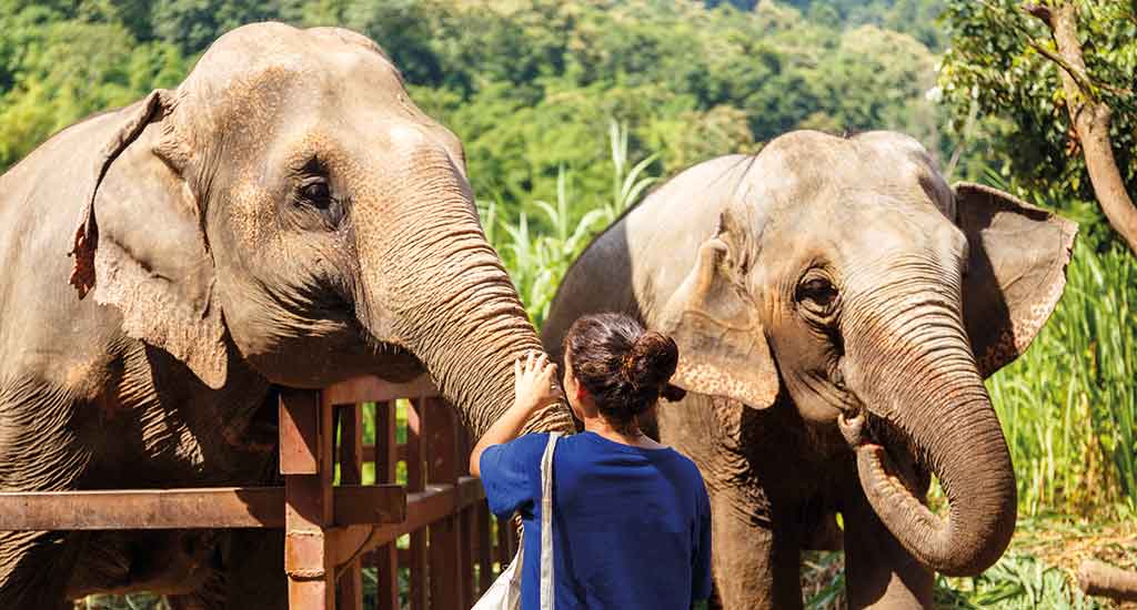 Elephant at sanctuary in Chiang Mai