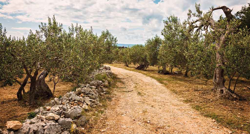 Olive grove in Brac