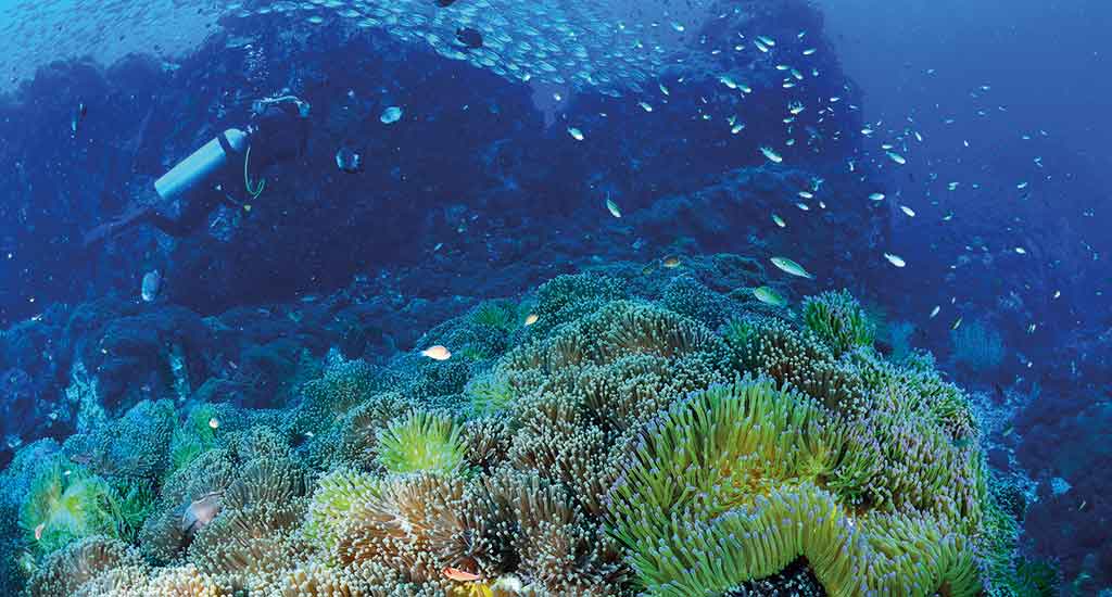 Coral in Gulf of Thailand