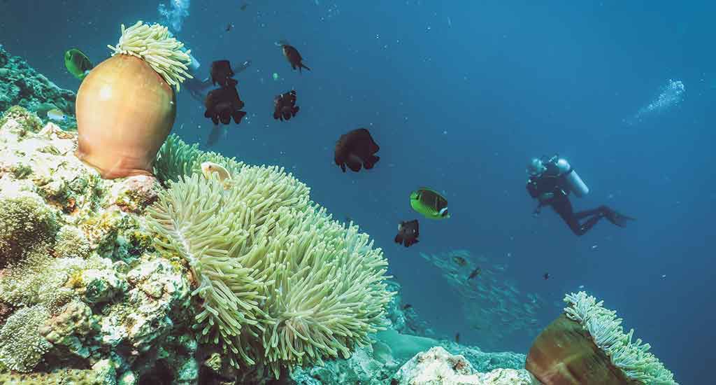 Anemone reef in Koh Phi Phi