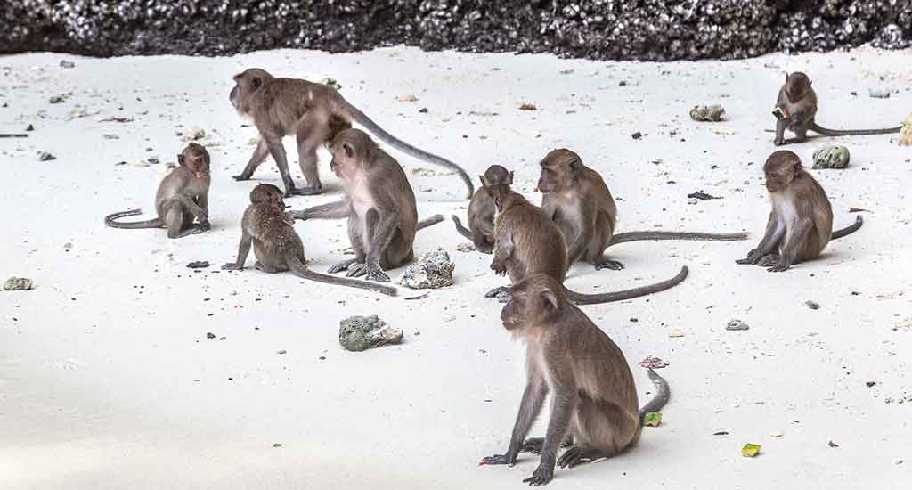 Monkey Beach at Koh Phi Phi