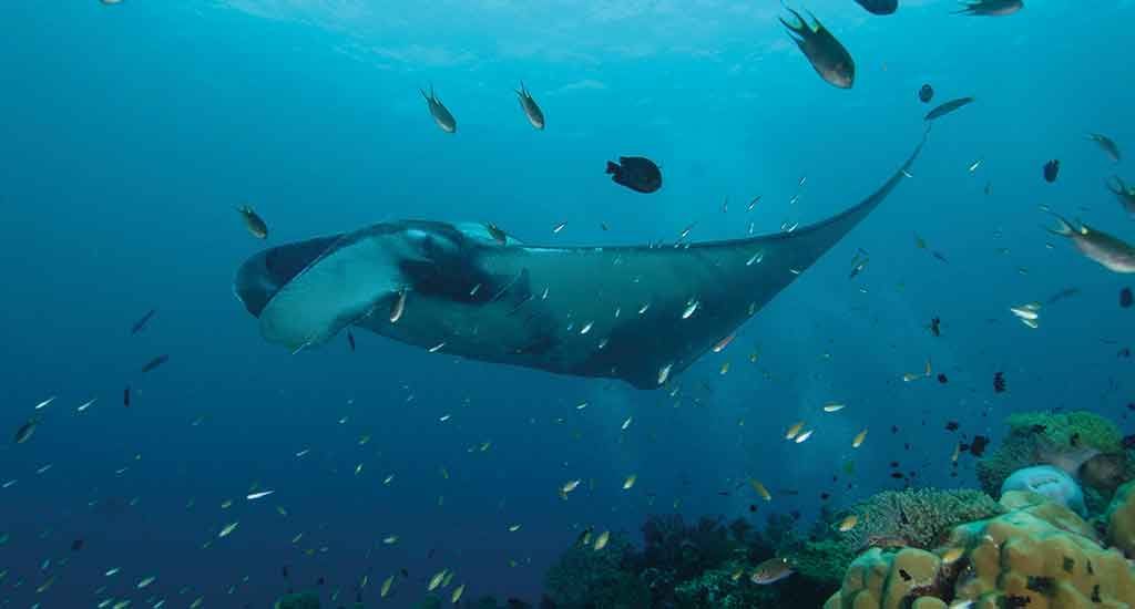 Diving in Koh Lanta