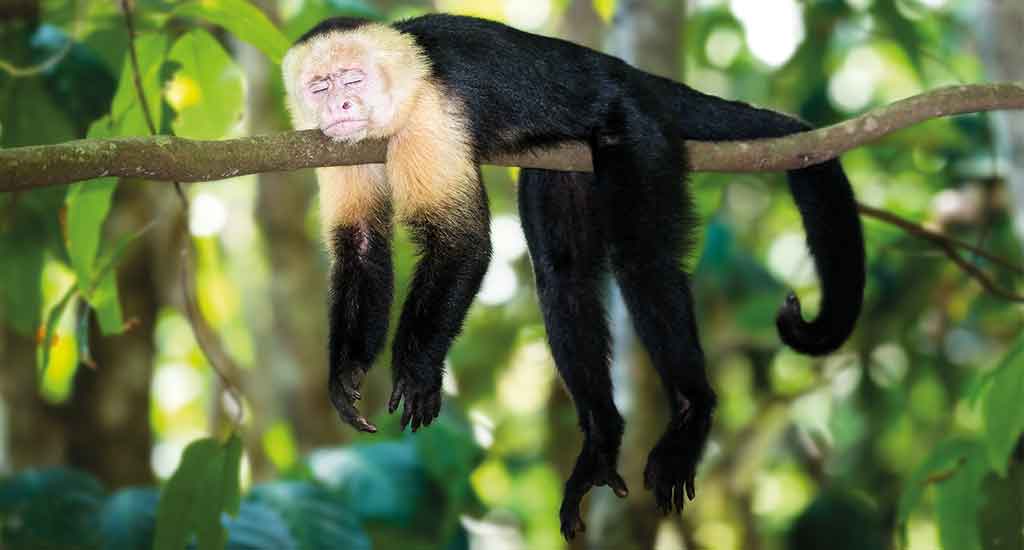 Sleeping monkey in Costa Rica