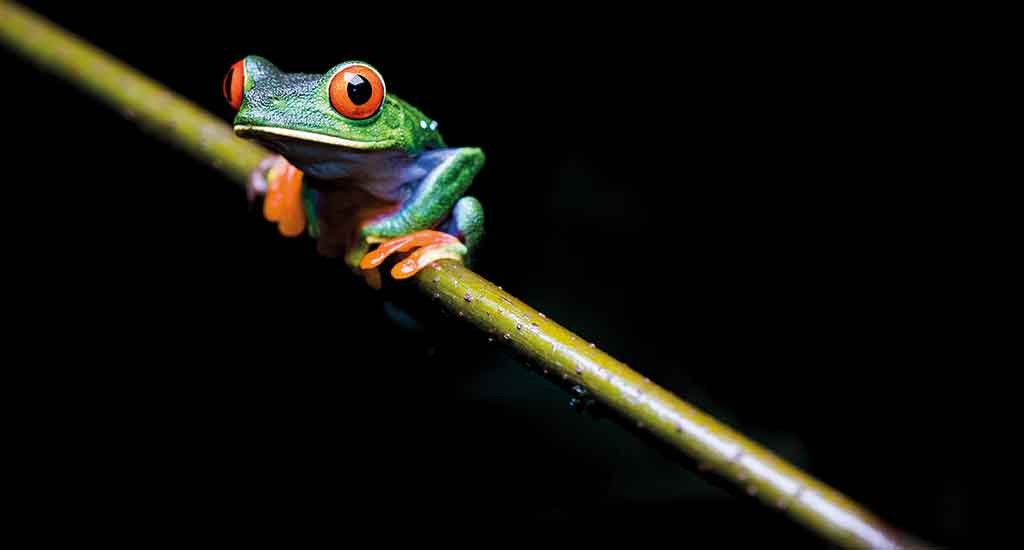 Tree frog in Monteverde Costa Rica