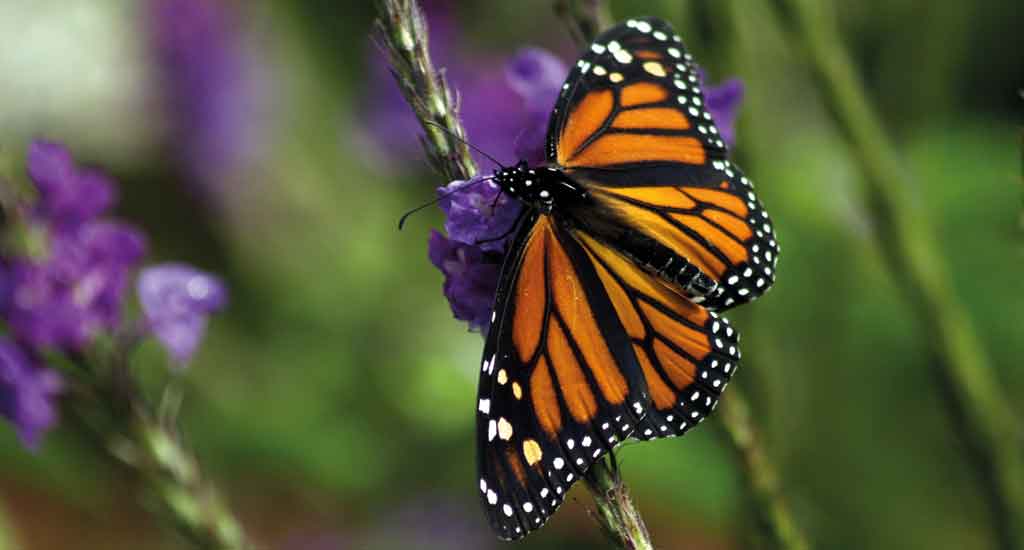 Butterfly in Monteverde Costa Rica