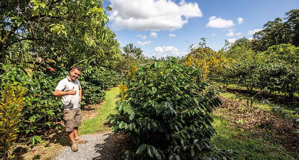 Coffee plantation in La Fortuna Costa Rica