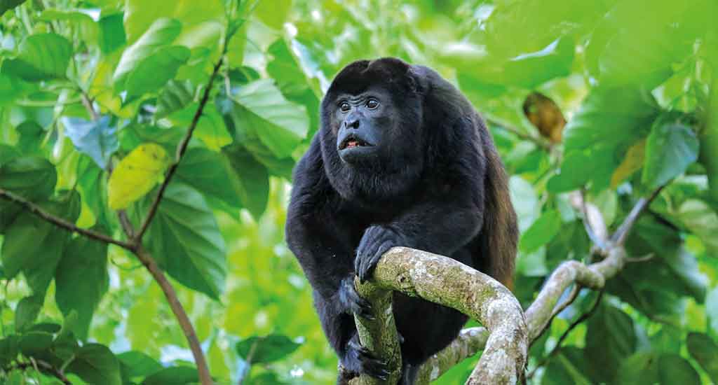Monkey in Corcovado Costa Rica