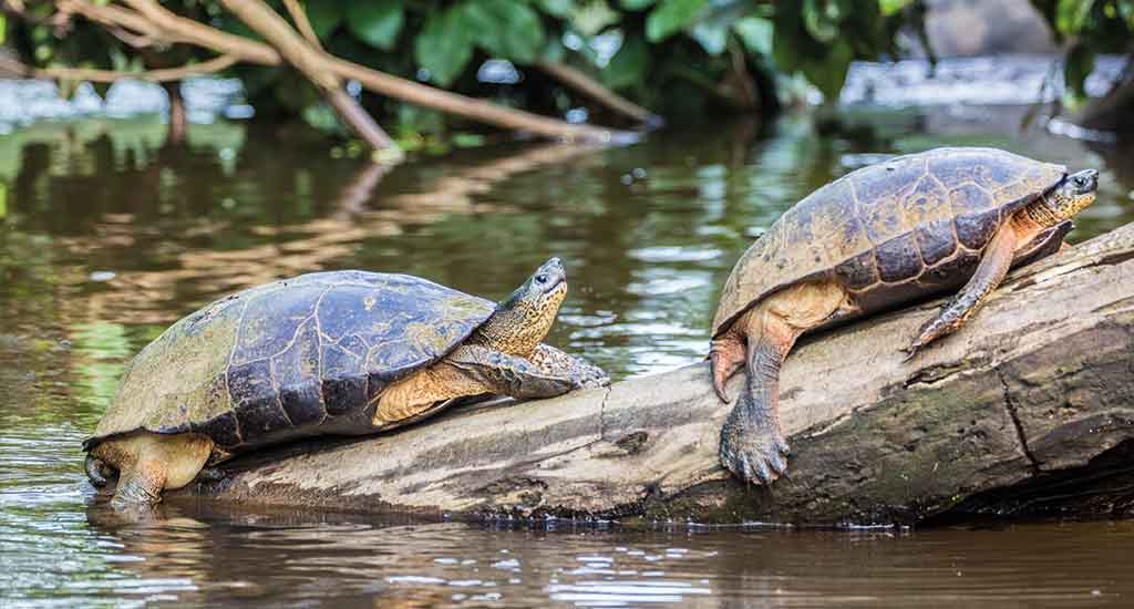 Turtles in Costa Rica