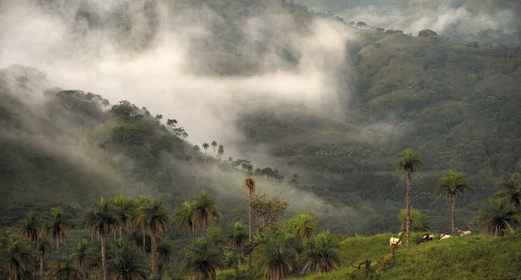 Monteverde cloud forest in Costa Rica