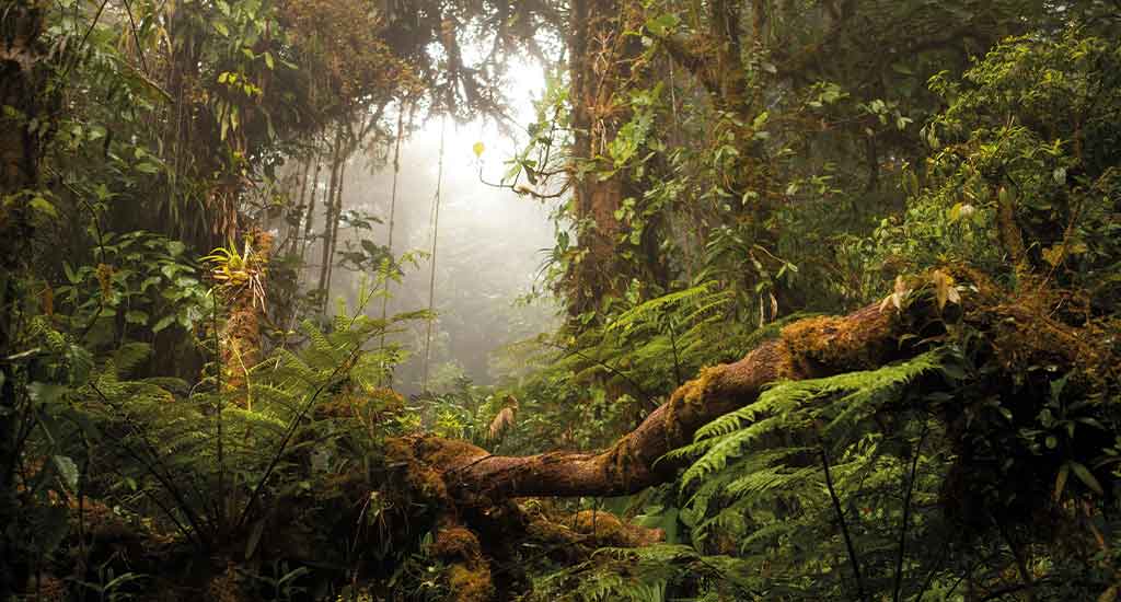 Cloud Forest reserve in Monteverde Costa Rica
