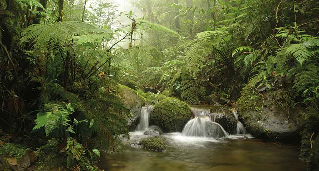 Creek in Monteverde Costa Rica