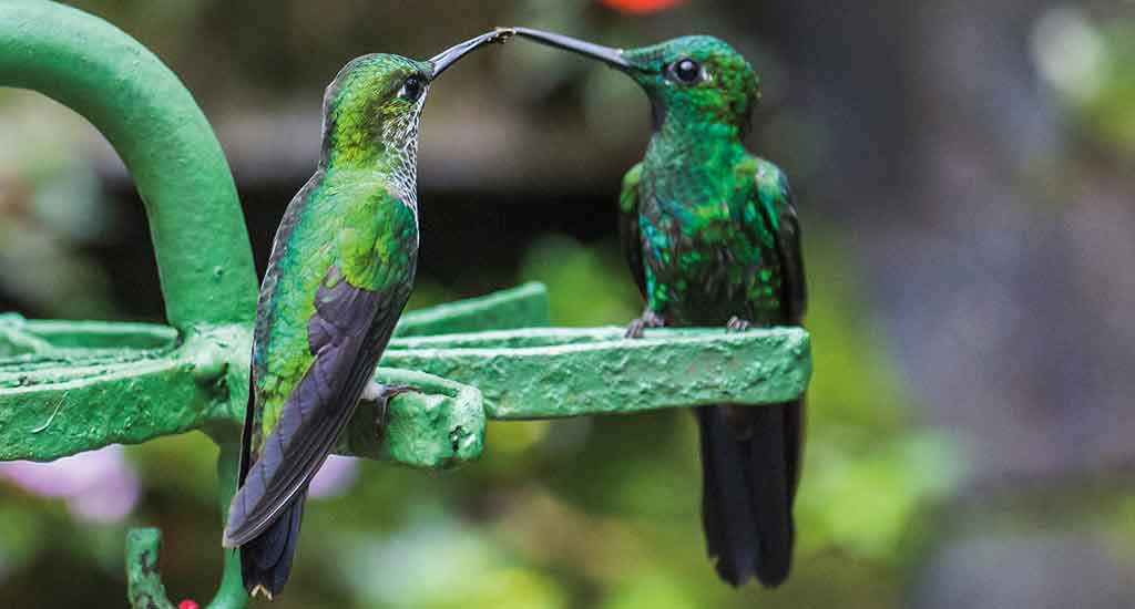 Hummingbird in Monteverde Costa Rica