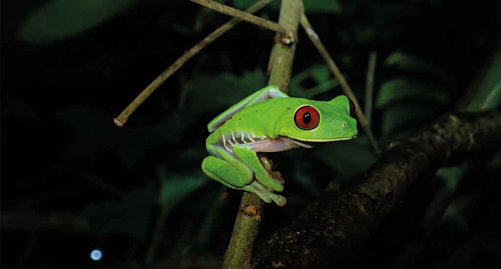 Frog in Monteverde Costa Rica
