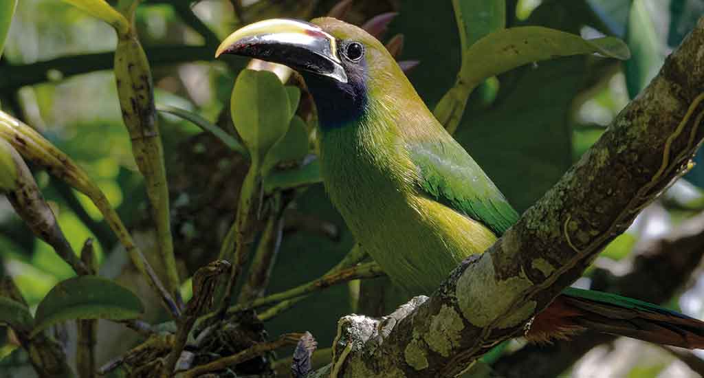 Toucan in Monteverde Costa Rica