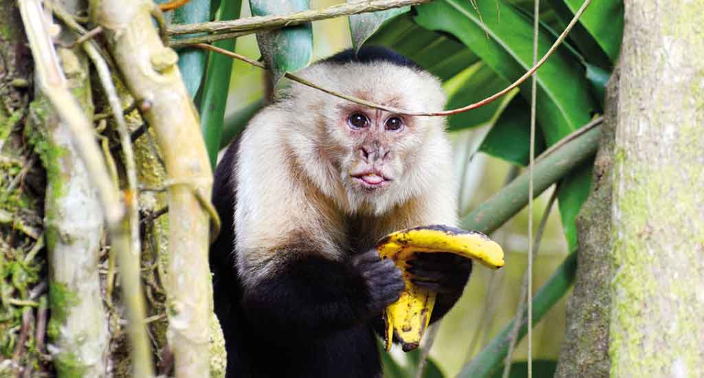 Monkey Costa Rica