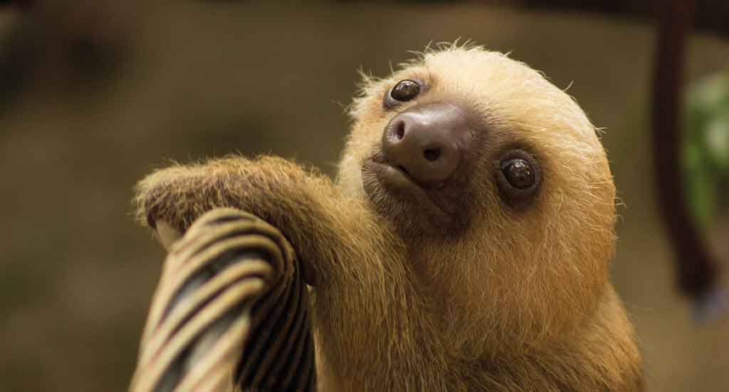 Baby sloth in Costa Rica