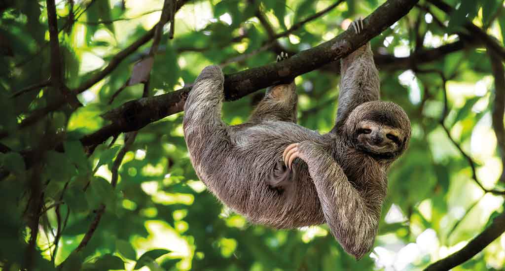Sloth in La Fortuna Costa Rica