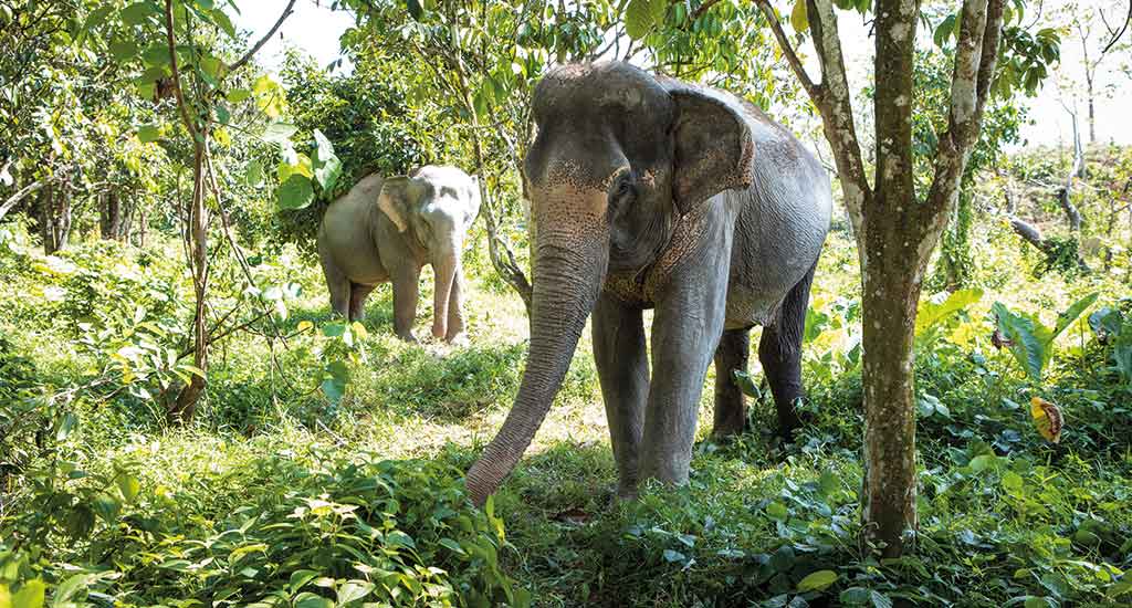 Elephant sanctuary Phuket Thailand