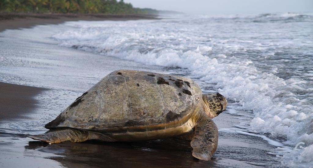 Turtle in Tortuguero National Park Costa Rica