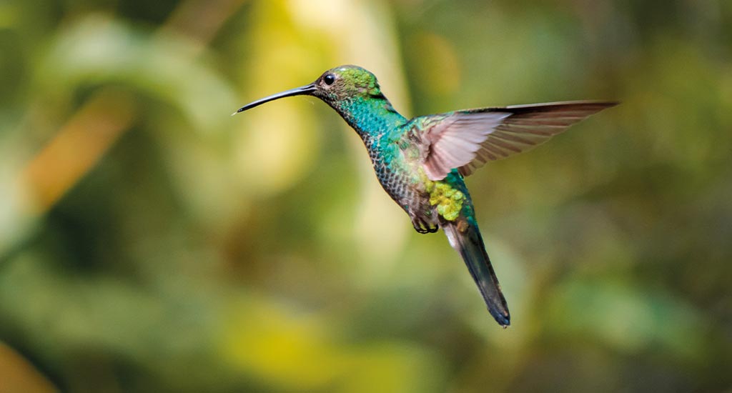 Bird in Finca del Pilar Cloud Forest