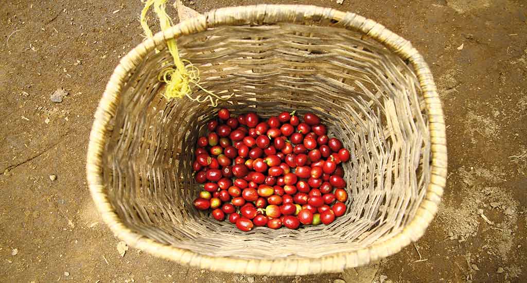 Coffee beans in a basket