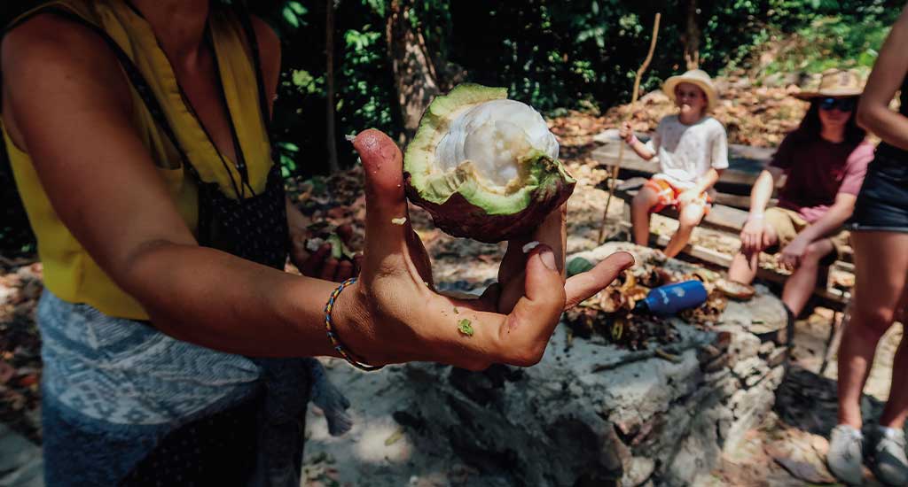 Man holding a fresh cacao fruit