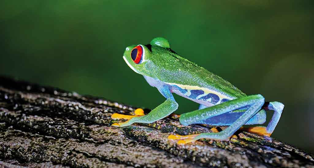 Tree Frog in La Fortuna Costa Rica