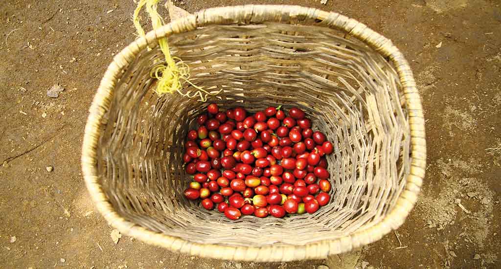 Coffee beans on a basket
