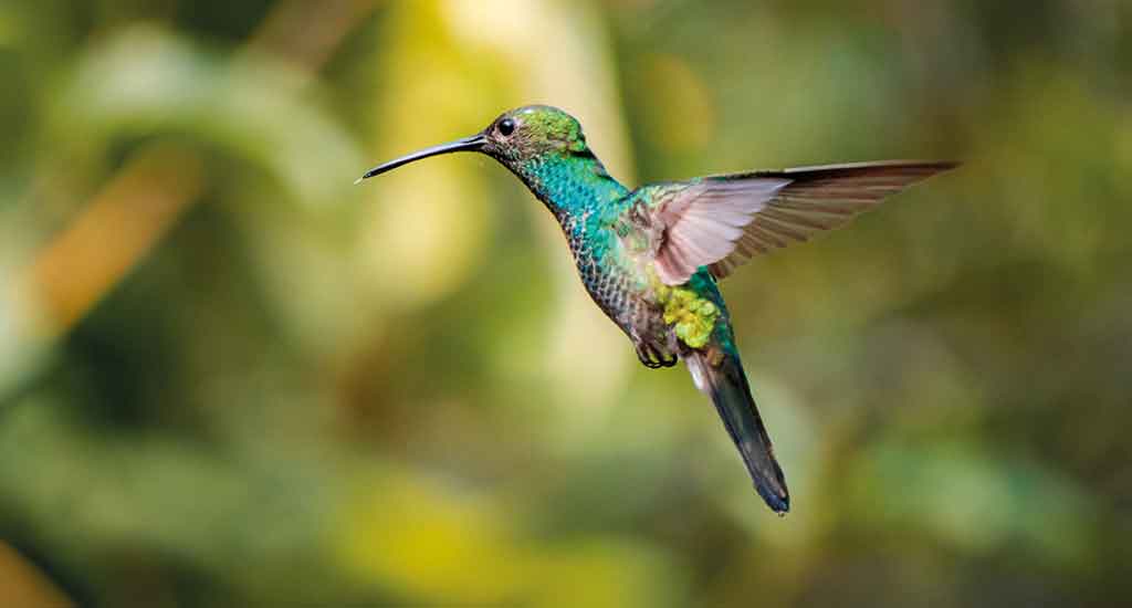 Bird flying