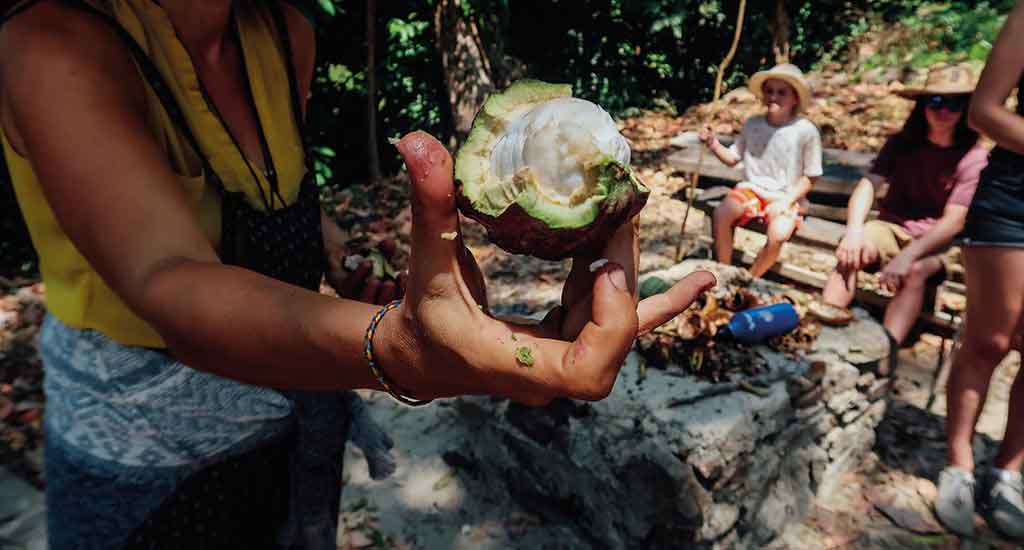 Cacao fruit