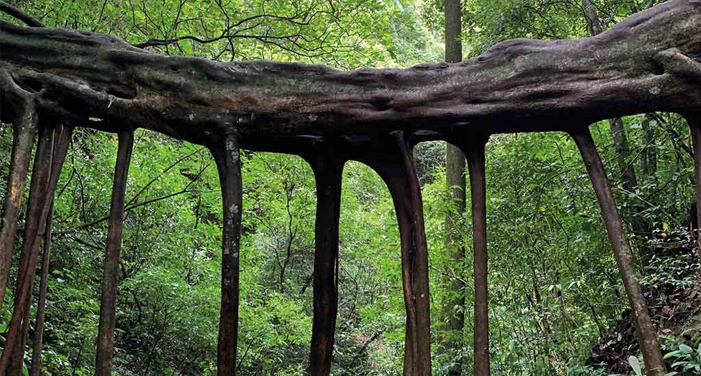 Ficus tree bridge in Santa Elena