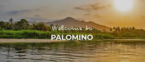 Palomino Colombia
