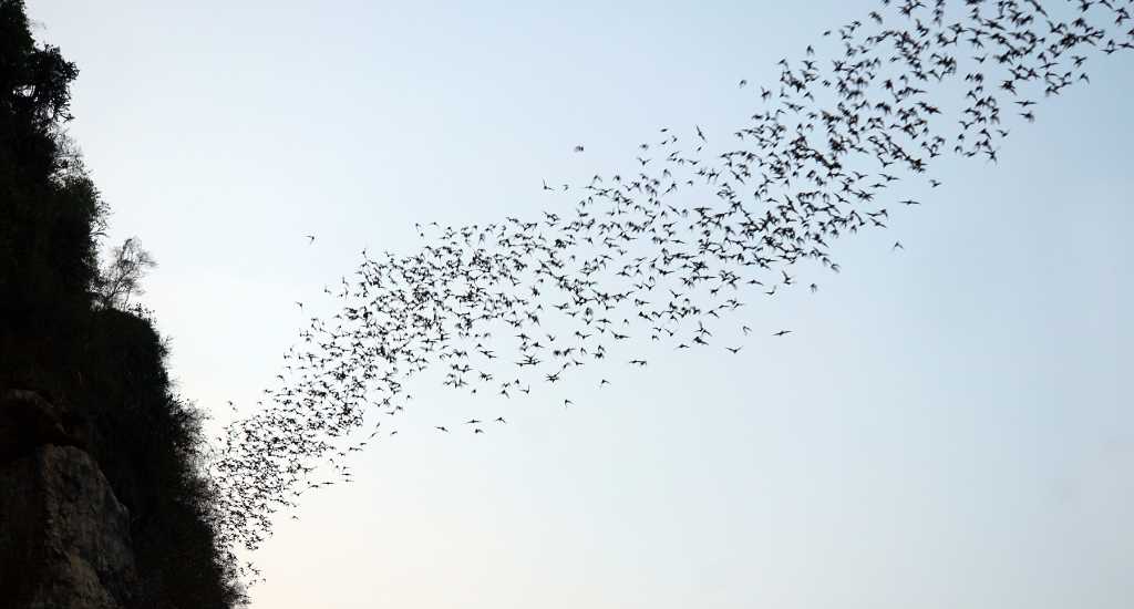Swarm of bats coming out in dusk
