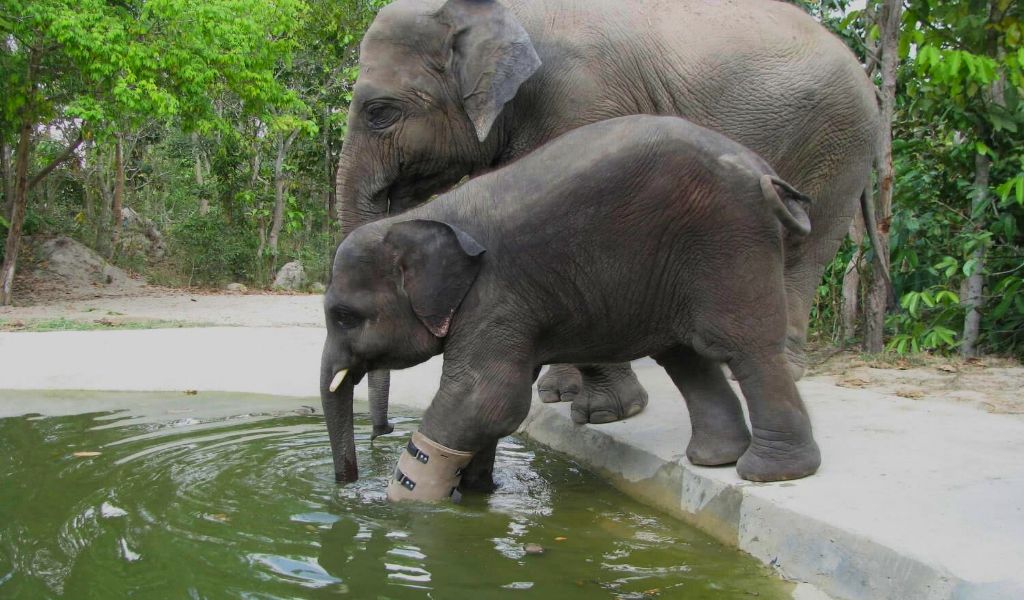 Elephants in Phnom Tamao Wildlife rescue centre in Phnom Penh